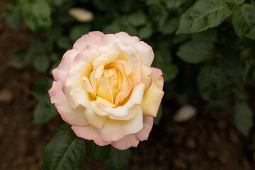 Cream-colored roses with a delicate pale pink border around the edge of the petal