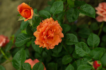 Orange delicate rose in the green garden top view.