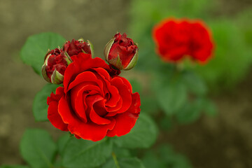 Delicate bright red rose in the garden.