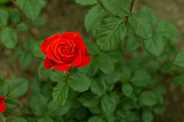 Beautiful red rose in the garden