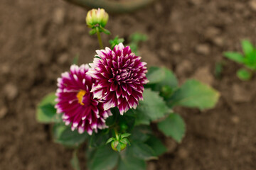 Violet flower of Dahlia pinnata in the garden