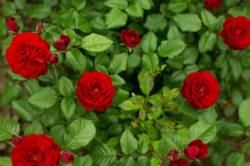 Red roses flowers blooming on green leaves background