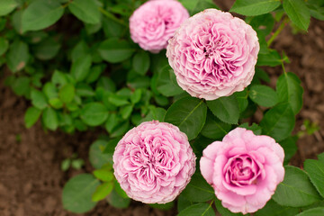 Beautiful delicate pink roses with unusual open buds in the garden.