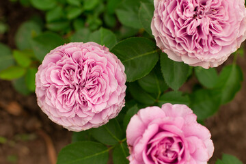 Beautiful delicate pink roses with an unusual bud in the garden. Neat pink buds on a background of green leaves.