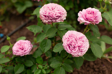 Beautiful delicate pink roses with an unusual bud in the garden