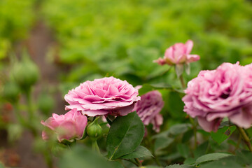 Beautiful pink rose in a garden. Neat pink buds on a background of green leaves.