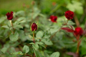 Unopened bud of burgundy rose on a background of green leaves