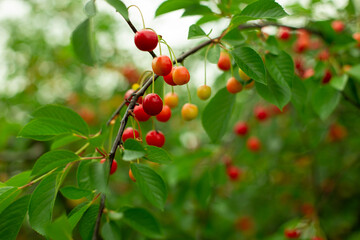 Red and yellow cherries on a tree branch among green leaves in the middle of summer
