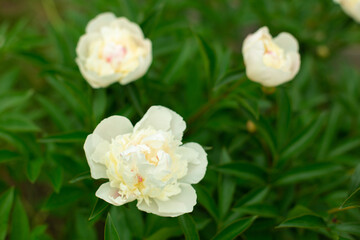 Obraz na płótnie Canvas Blooming cream Peony Flower On Blurred Natural Green Background in garden. Pion. Peony bush. 