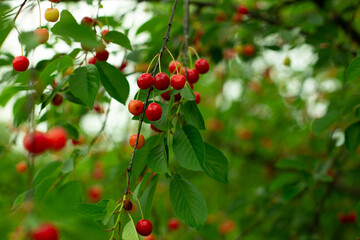Yellow and red berries of cherry among green leaves