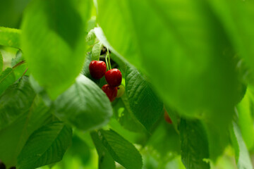 Three red cherries are hidden in a green leaf.