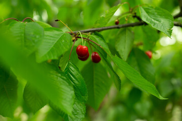 Red cherries among green leaves