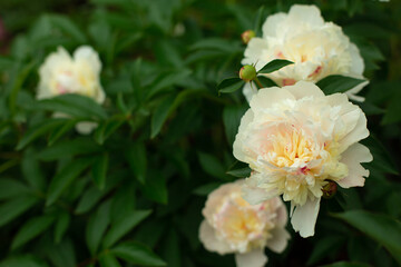 Blooming cream Peony Flower On Blurred Natural Green Background in garden. Pion. Peony bush. Spring, summer concept. Close up photo