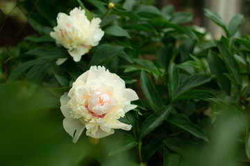 Blooming cream Peony Flower On Blurred Natural Green Background in garden. Pion. Peony bush. Spring, summer concept.