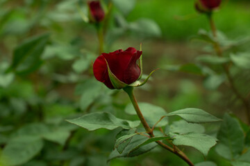 Blooming red rose in the garden on a dark natural background. Close-up.