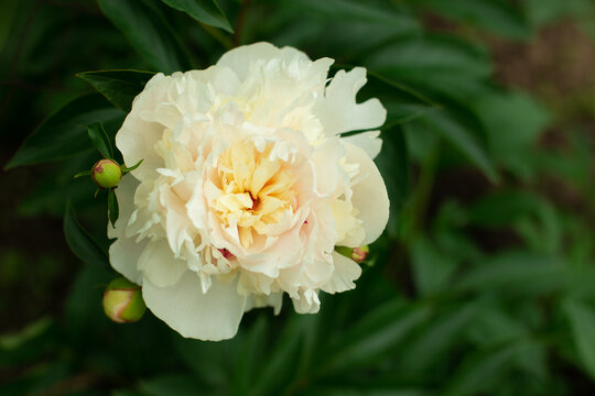 Blooming cream Peony Flower On Blurred Natural Green Background in garden. Pion. Peony bush. Spring, summer concept. Close up photo