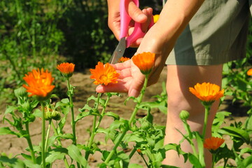 a woman collects medicinal plant calendula for harvesting. marigold flowers bloom in the garden