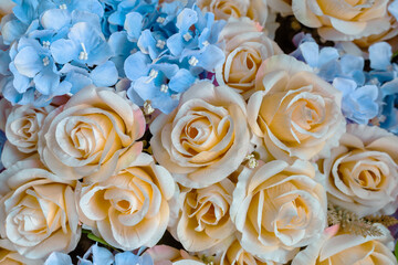 Beautiful white, blue, tabby tea rose flowers for background, photographed from above, Spring flowers. Wedding mothers day and valentines day background.