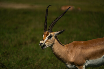 Naklejka na ściany i meble impala antelope eating grass in afrikan serengeti