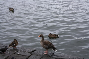 Reikiavik, capital de Islandia y su ciudad mas grande.