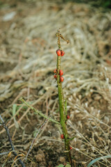 dangerous Colorado potato beetle on leaves and stems, pest control