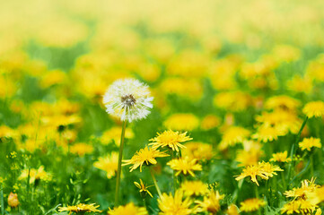 Abstract blurred background. Glade of yellow dandelions in sunny weather. Focus on white dandelion