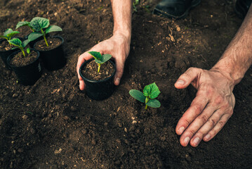 a man plants seedlings of cucumbers, zucchini, melons or pumpkins with his hands 1