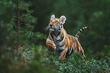 Zelfklevend Fotobehang Siberian tiger (Panthera tigris altaica) in forest © Sangur