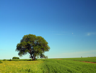 Fototapeta na wymiar single tree in summer field