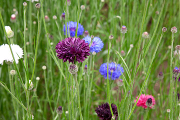 Multi coloured cornflowers growing in a field

