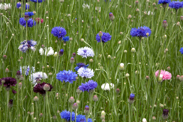 Multi coloured cornflowers growing in a field
