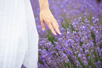 woman touching lavender close-up.aromatherapy lavender