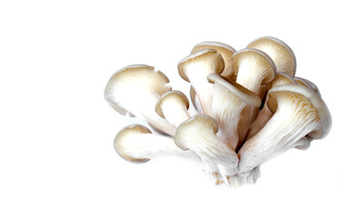 Oyster Organic mushroom isolated on white background. Back view. Concept : Edible cultivated fungi. Organic fresh food. Agriculture crops.