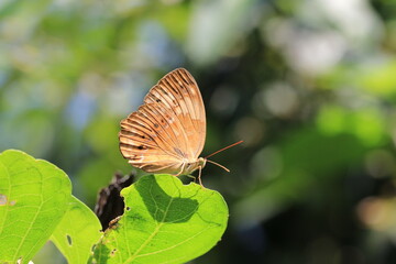Obraz premium Rustic butterfly(Cupha erymanthis),a beautiful colorful butterfly sitting on the green leaf in the garden 