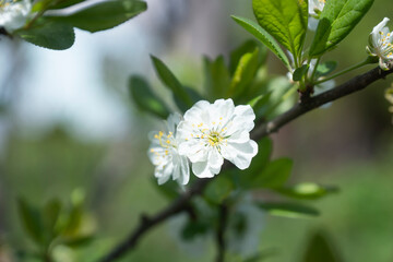 Selective focus, cherry flowers in the spring garden.