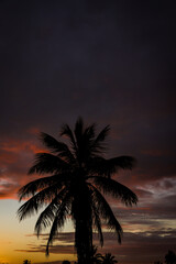 Fototapeta na wymiar Silhouette of a palm tree with sunset clouds. Beach image.
