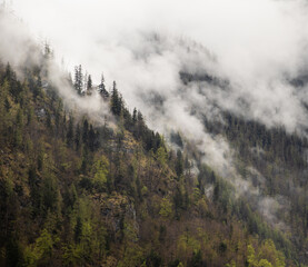Trees on a foggy mountain 