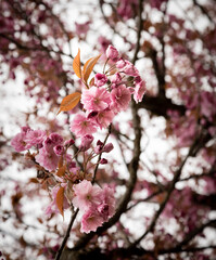 Pink flowers in a tree 