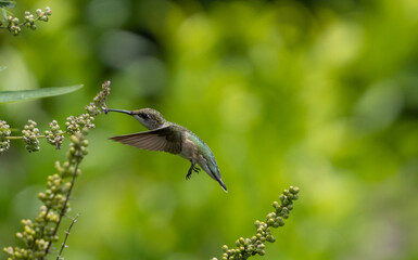 Humming bird feeding off a chase tree.