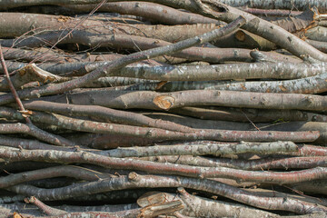 Dry branches of a woodpile. Focus in the middle.