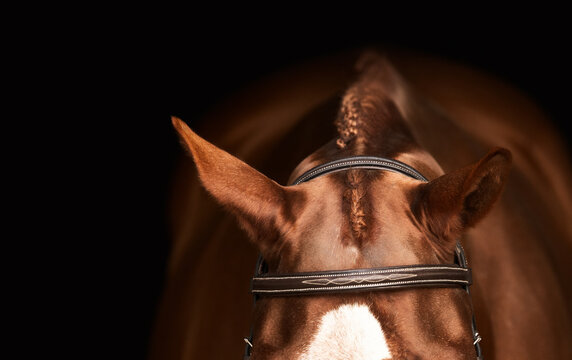 Ears of a horse in an English bridle 