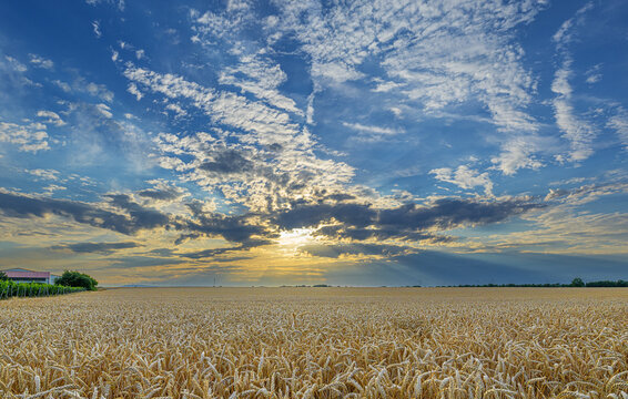 chemically treated wheat field