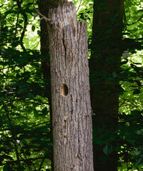 Obraz premium Wood Pecker Hole
