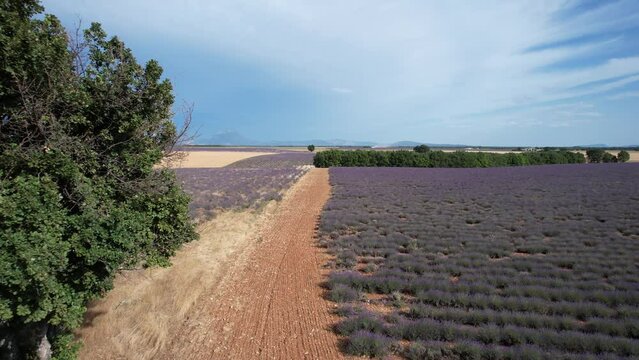 arbres vert au milieu d'un chemin dans les champs de lavande - Valensole Provence