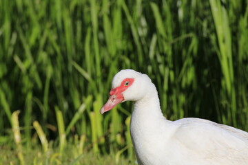 Moschusente (Cairina moschata)