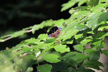 Admiral (Vanessa atalanta)