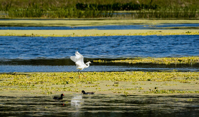 Great Egret flying in Marsh at Orlando Wetlands Park in Cape Canaveral Florida.
