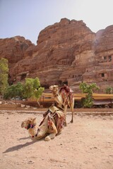 Camels in Petra in Jordan Desert 