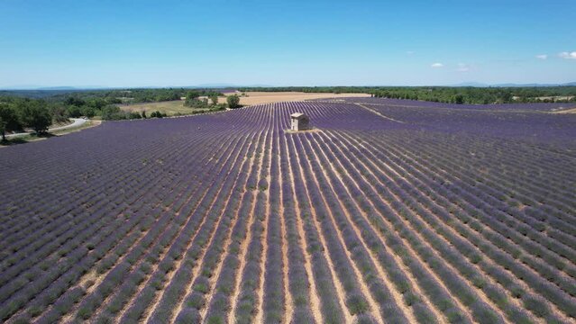 lavandes en fleur et cabanon - Valensole Sud de la France