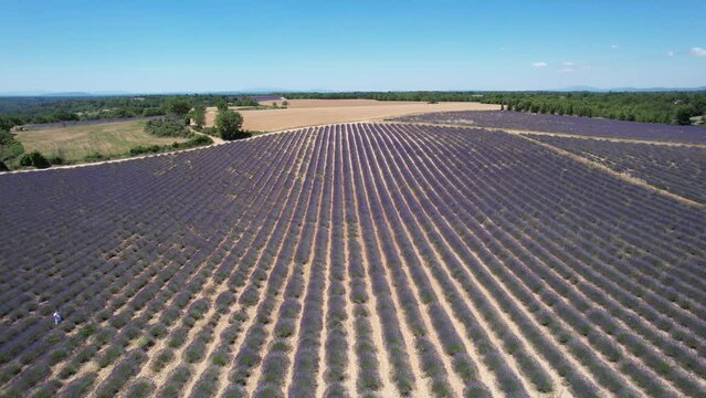 juste au dessus des lavandes - Valensole